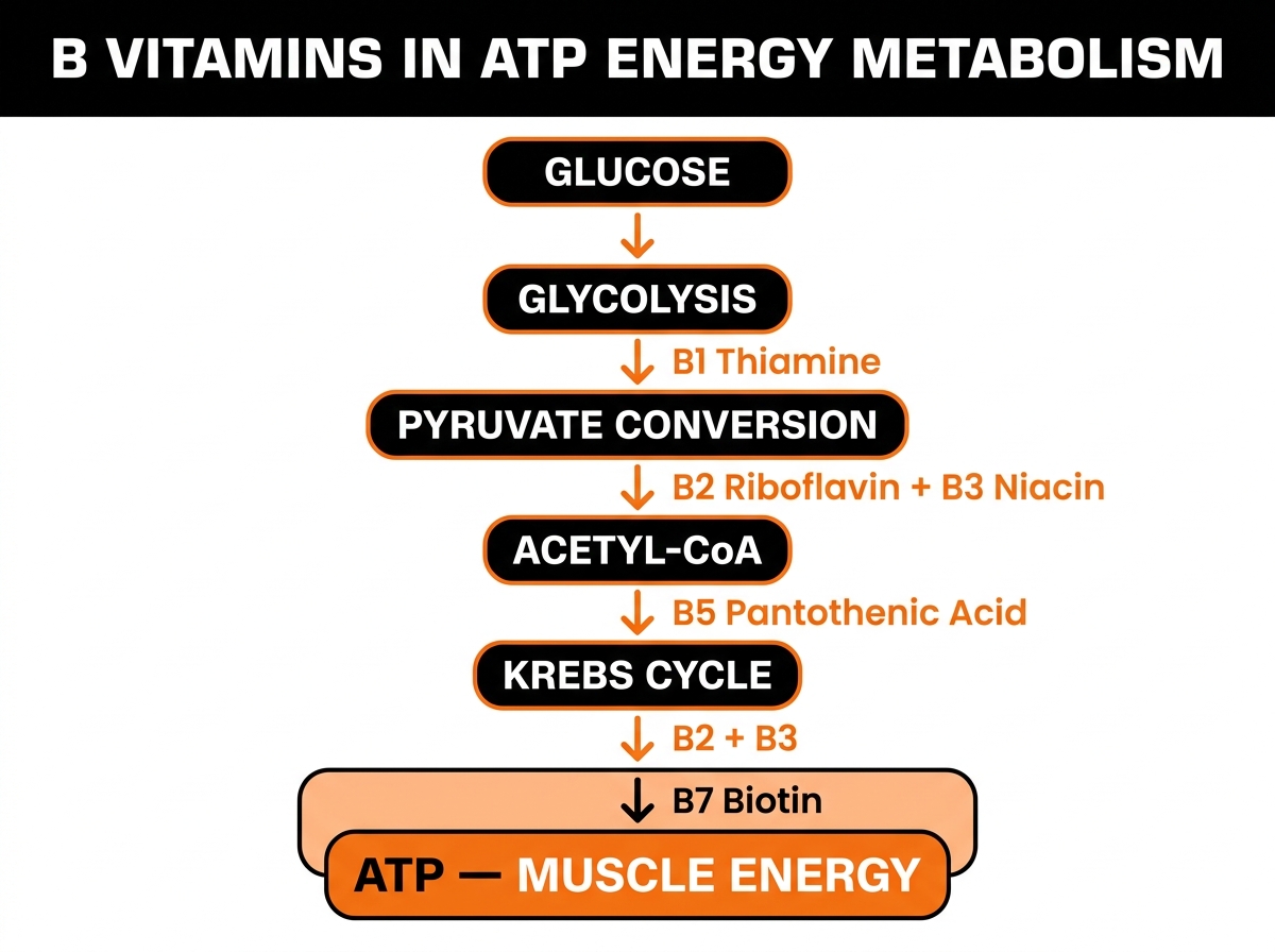 multivitamins push-up recovery
